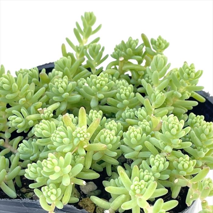 日本花キ流通 多肉植物 seセダム ミルキーウェイ セダム 9cm