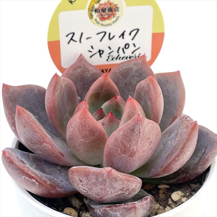 多肉植物 kswエケベリア スノーフレイクシャンパン 柏屋商店さん苗