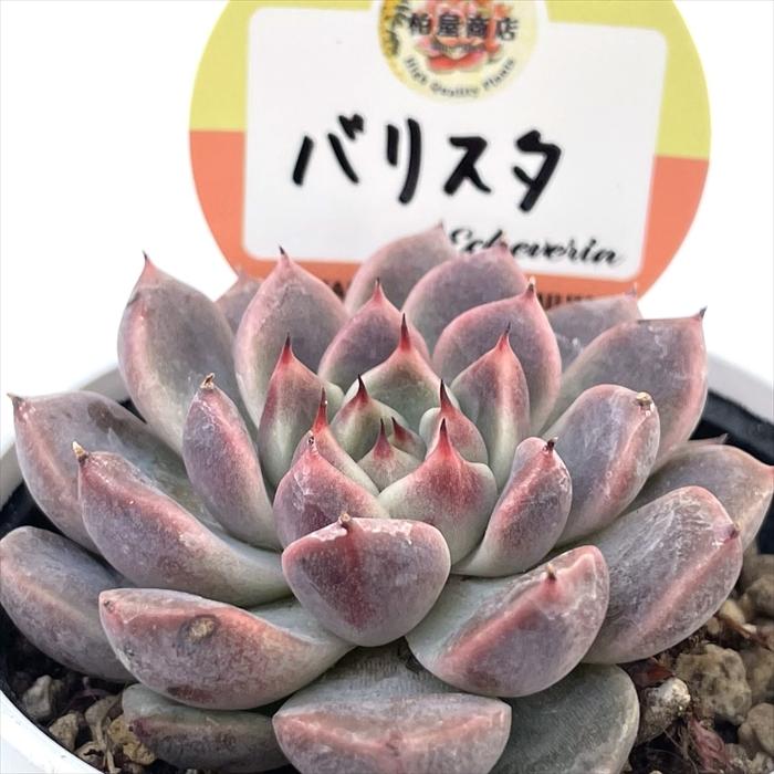 多肉植物 kswエケベリア バリスタ 柏屋商店さん苗 エケベリア 6cm