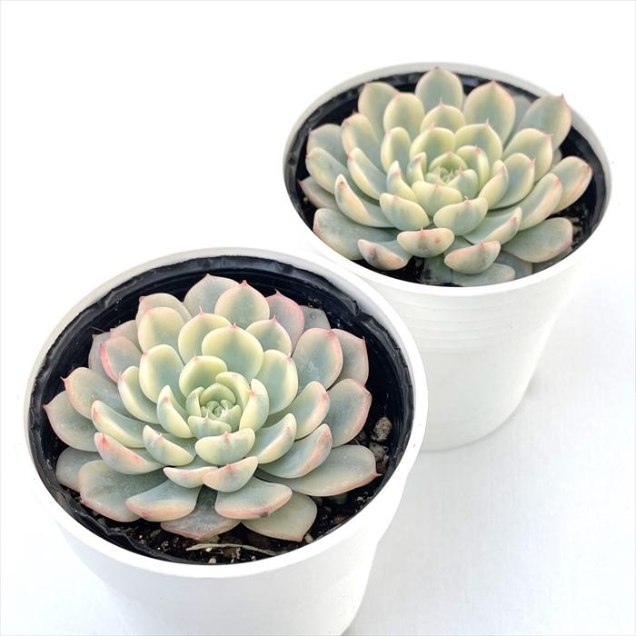 日本花キ流通 多肉植物 hmエケベリア ブルーミニマ錦 多肉植物