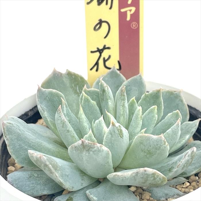 おらいさん苗　no.062 珊瑚の花 多肉植物 oriミックスベリア No.062 珊瑚の花 おらいさん苗 送料