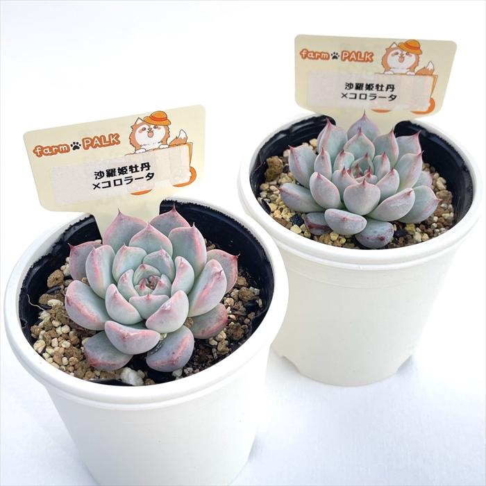 コロラータx沙羅姫牡丹 多肉植物 plkエケベリア 沙羅姫牡丹×コロラータ パルクさん苗 送料無料