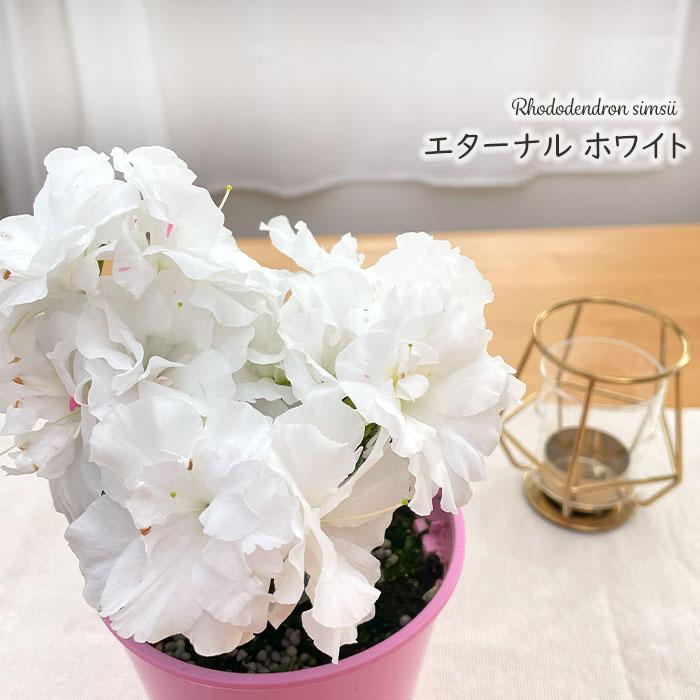 日本花キ流通 予約販売 アザレア ロドデンドロン エターナル ホワイト