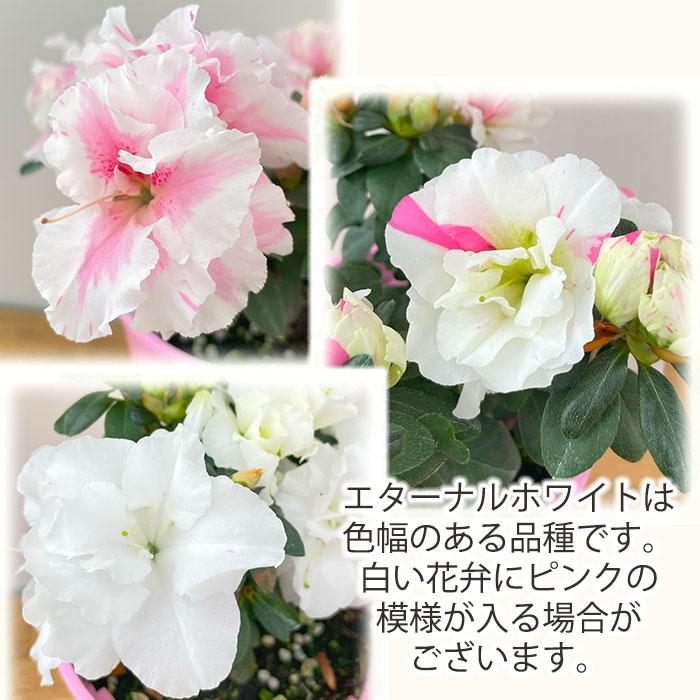 日本花キ流通 予約販売 アザレア ロドデンドロン エターナル ホワイト