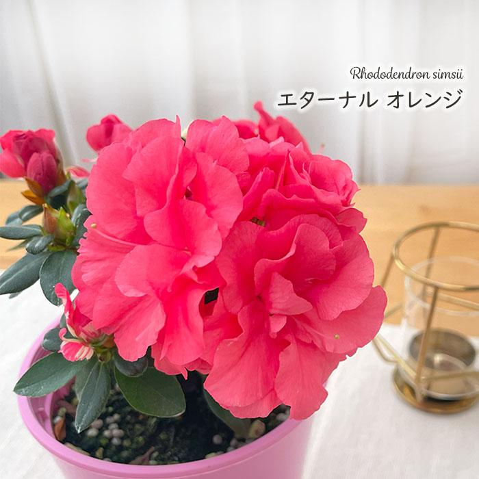 日本花キ流通 予約販売 アザレア ロドデンドロン エターナル オレンジ