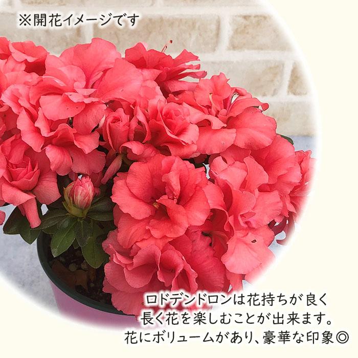日本花キ流通 予約販売 アザレア ロドデンドロン エターナル オレンジ