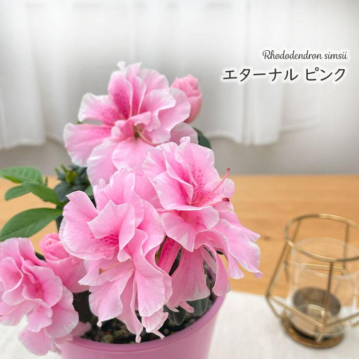 日本花キ流通 予約販売 アザレア ロドデンドロン エターナル ピンク 4