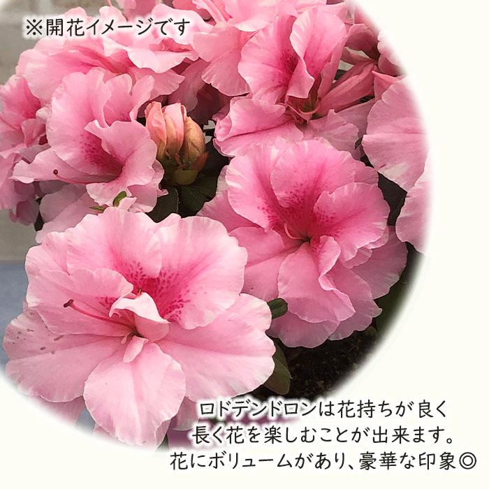 日本花キ流通 予約販売 アザレア ロドデンドロン エターナル ピンク 4