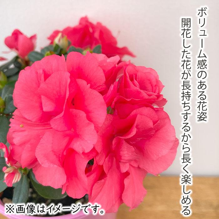 日本花キ流通 予約販売 アザレア ロドデンドロン エターナル ピンク 4