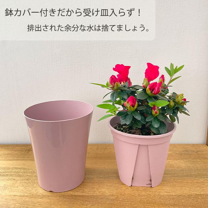 日本花キ流通 予約販売 アザレア ホルティノ クリスティンベリー 4号鉢