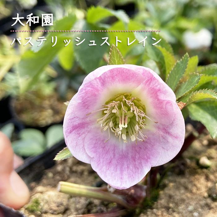 予約販売 クリスマスローズ苗 パステリッシュストレイン 大和園 予約販売 クリスマスローズ苗 パステリッシュストレイン 大和園