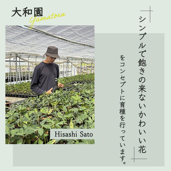 予約販売 クリスマスローズ 苗 パステリッシュストレイン 大和園さん