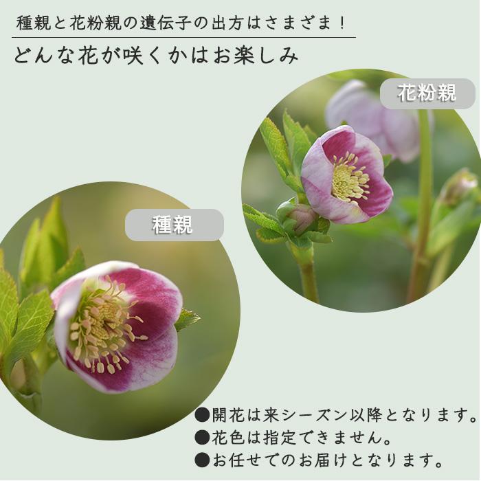 予約販売 クリスマスローズ 苗 パステリッシュストレイン 大和園