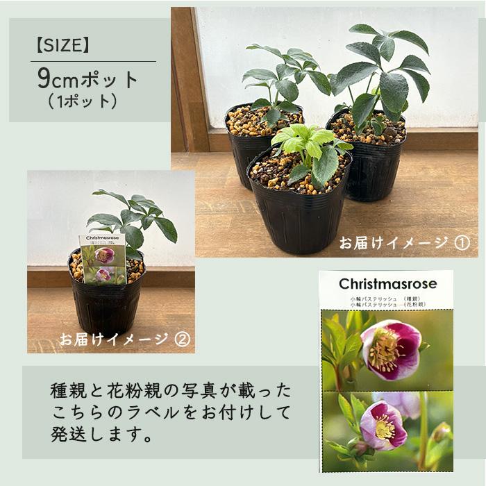 予約販売 クリスマスローズ苗 パステリッシュストレイン 大和園 予約販売 クリスマスローズ苗 パステリッシュストレイン 大和園