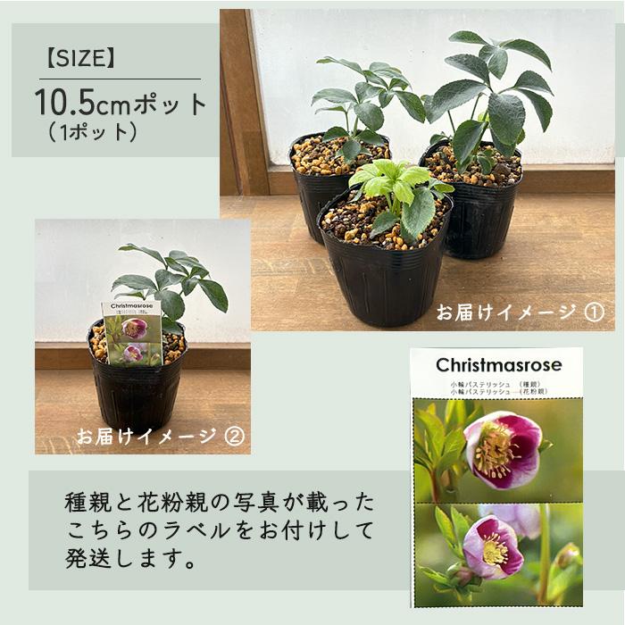 【大和園】クリスマスローズ　グリーンパステリッシュストレイン株分け 大和園】クリスマスローズ パステリッシュストレイン株分け 大和
