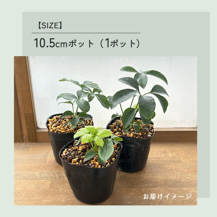 予約販売 クリスマスローズ 苗 グリーンパステリッシュストレイン 大和