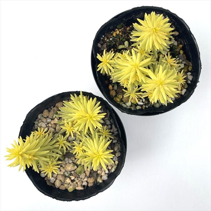 日本花キ流通 多肉植物 seペトロセダム ゴールドアンジェ セダム 日本花キ流通 多肉植物 seペトロセダム ゴールドアンジェ セダム