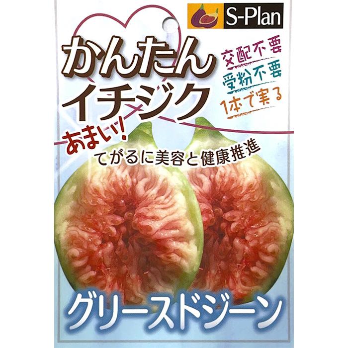日本花キ流通 いちじく 苗 グリースドジーン 12cmポット イチジク