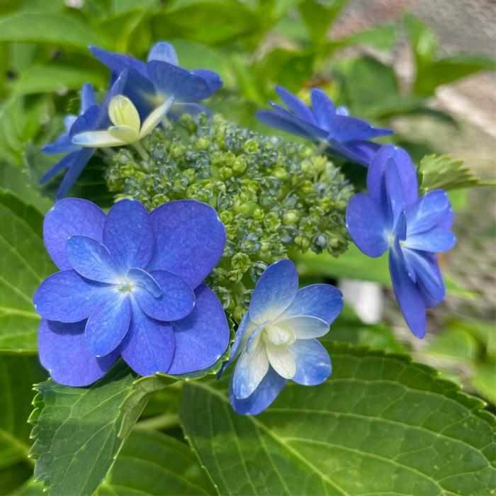 紫陽花さま専用 数量限定】紫陽花 サプライズ 5号鉢 鉢植え ギフト 母の日プレゼント用