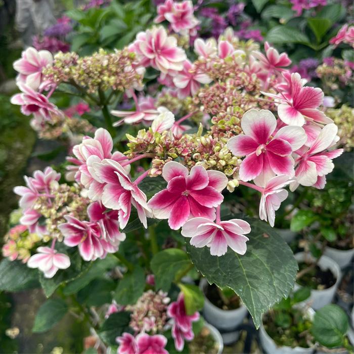 アジサイ 凛 9cmポット 加茂 KAMOセレクション ハイドランジア 苗 花苗
