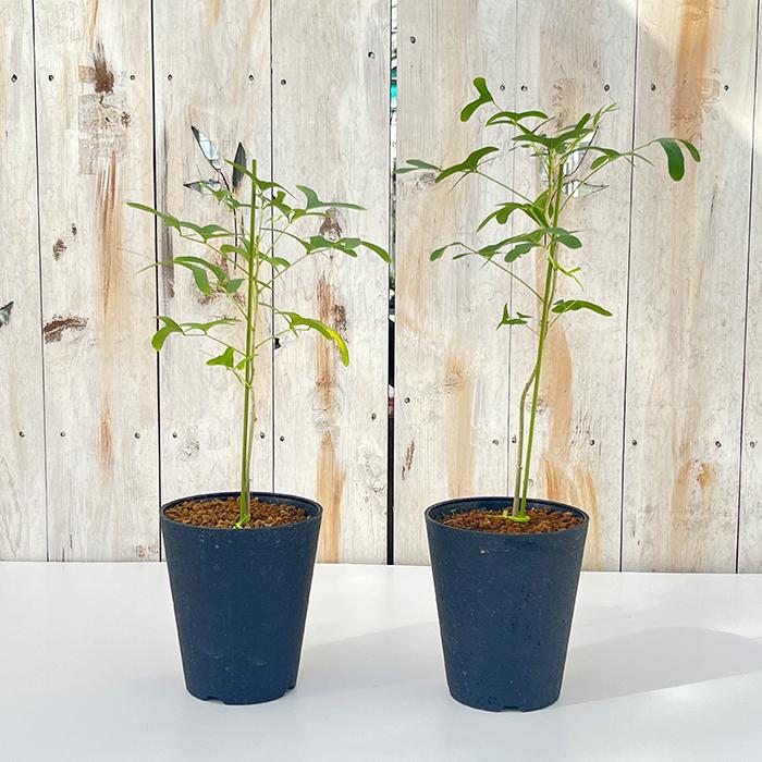 観葉植物 エリスリナ グリーンバタフライ 4号鉢 送料無料 観葉植物 小型 小さい 室内 贈り物 プレゼント インテリア おしゃれ