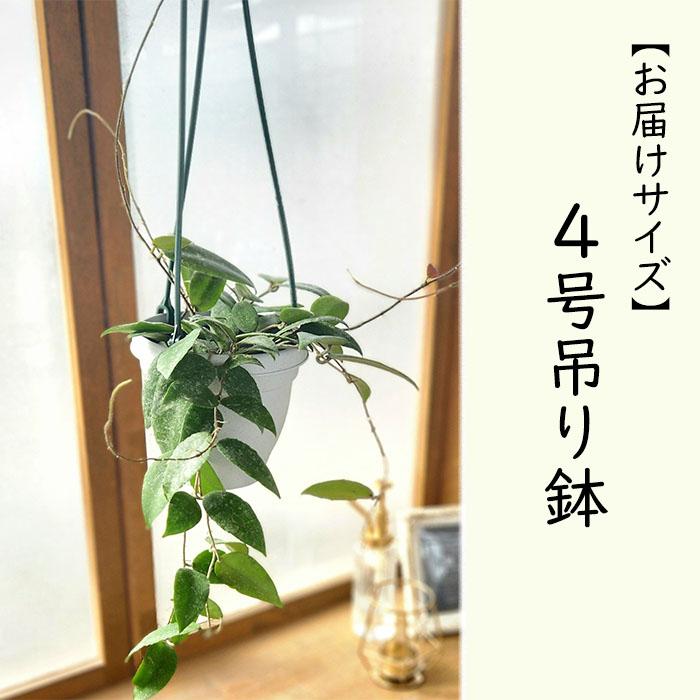 日本花キ流通 観葉植物 ホヤ カウダータスマトラ 4号 吊り鉢