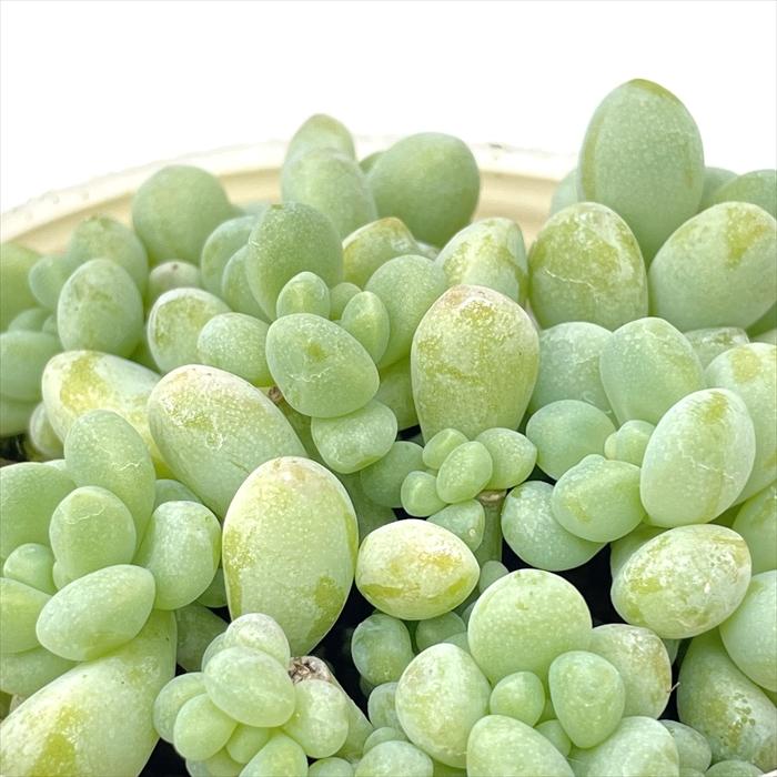 日本花キ流通 多肉植物 sbセダム ばらまきトレレアシー 多肉植物