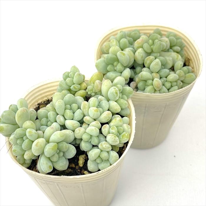 日本花キ流通 多肉植物 sbセダム ばらまきトレレアシー 多肉植物