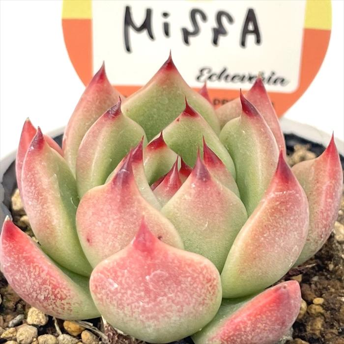 多肉植物 kswエケベリア MissA 柏屋商店さん苗 エケベリア 6cmポット
