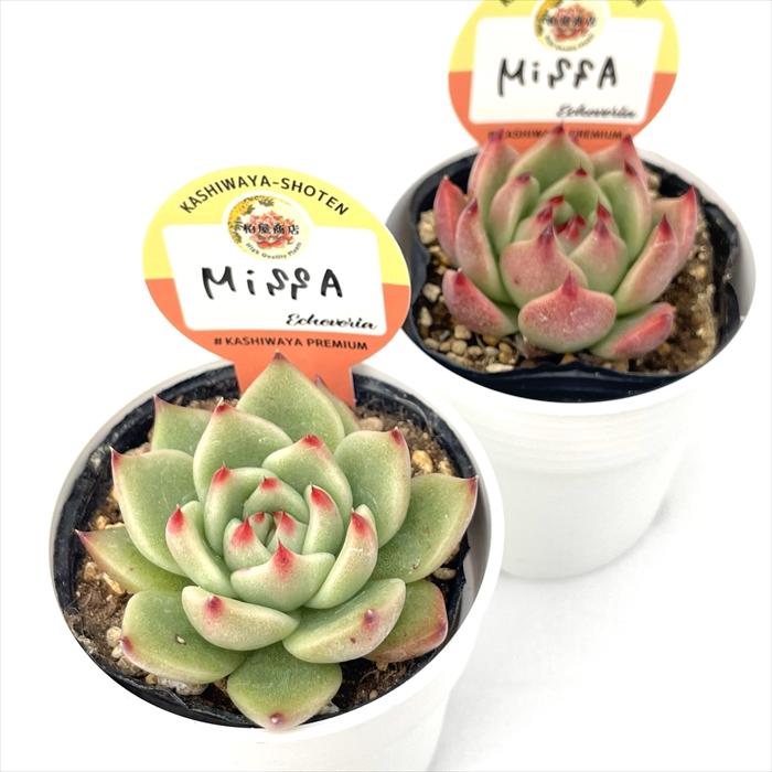多肉植物 kswエケベリア MissA 柏屋商店さん苗 エケベリア 6cmポット