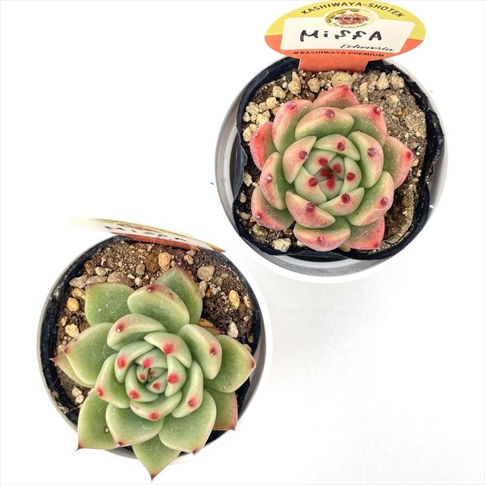 1ポット444円 柏屋商店さんのレアエケベリア 6cmポット 多肉植物 kswエケベリア MissA 柏屋商店さん苗 エケベリア 6cmポット