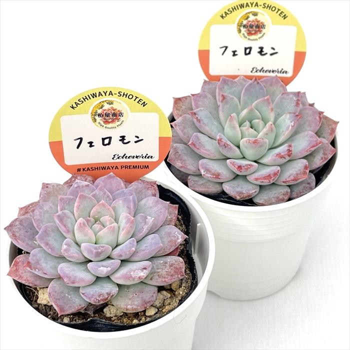 多肉植物 kswエケベリア フェロモン 柏屋商店さん苗 エケベリア 6cm