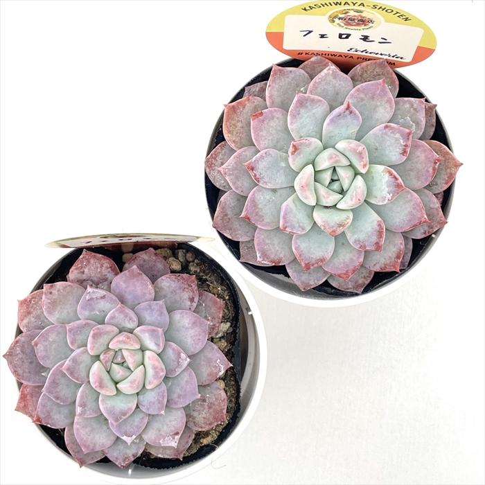 多肉植物 kswエケベリア フェロモン 柏屋商店さん苗 エケベリア 6cm