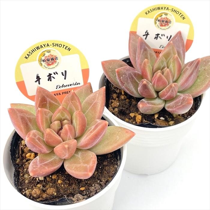 多肉植物 kswエケベリア チボリ 柏屋商店さん苗 エケベリア 6cmポット