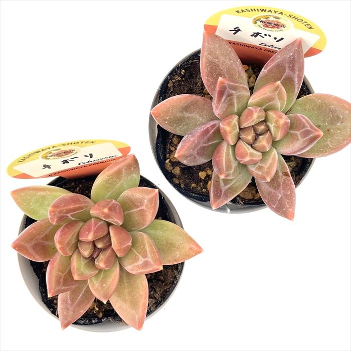 多肉植物 kswエケベリア チボリ 柏屋商店さん苗 エケベリア 6cmポット