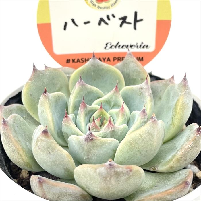 多肉植物 kswエケベリア ディーバック 柏屋商店さん苗 息苦しい 多肉植物 kswエケベリア ディーバック 柏屋商店さん苗 息苦しい