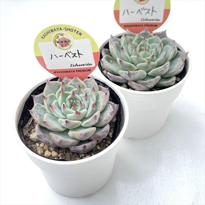 多肉植物 kswエケベリア ハーベスト 柏屋商店さん苗 エケベリア 6cm
