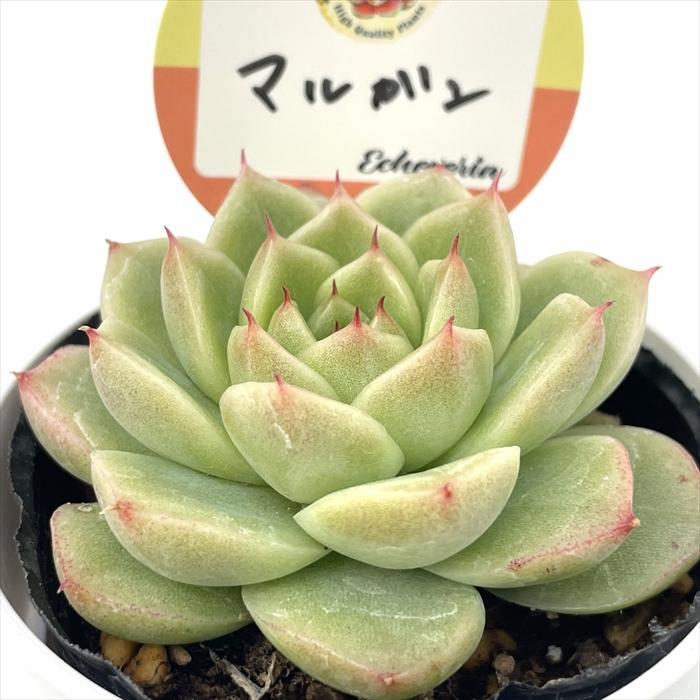 多肉植物 kswエケベリア マルガン 柏屋商店さん苗 エケベリア 6cm