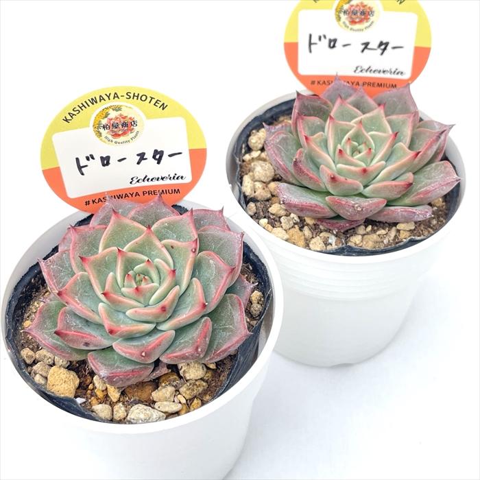 多肉植物 kswエケベリア ドロースター 柏屋商店さん苗 エケベリア 6cm