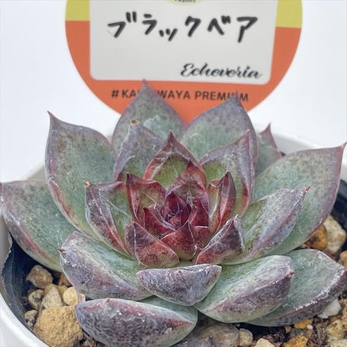 多肉植物 kswエケベリア ブラックベア 柏屋商店さん苗 エケベリア 6cm