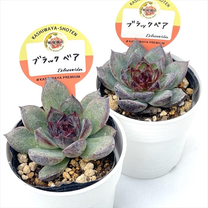 多肉植物 kswエケベリア ブラックベア 柏屋商店さん苗 エケベリア 6cm
