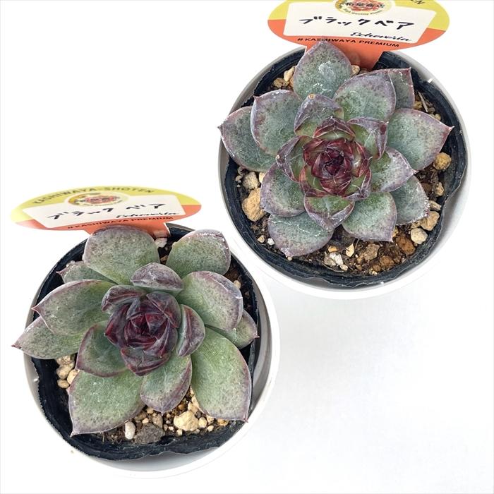 多肉植物 kswエケベリア ブラックベア 柏屋商店さん苗 エケベリア 6cm