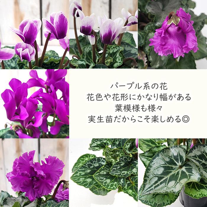 ミニシクラメン 苗 ブルージュエリー 9cmポット 麻野間園芸 麻野間園芸