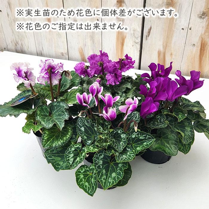 ミニシクラメン 苗 ブルージュエリー 9cmポット 麻野間園芸 麻野間園芸