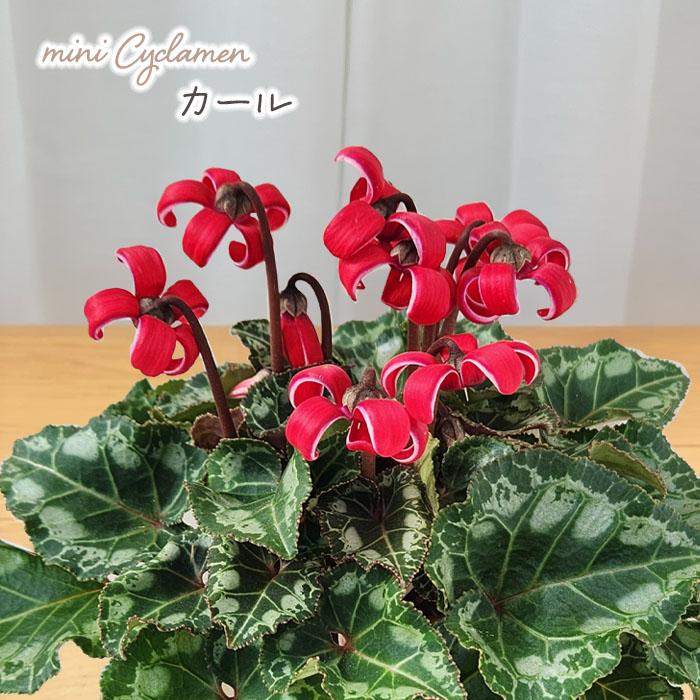 ミニシクラメン 苗 カール 9cmポット 麻野間園芸 麻野間園芸育成品種