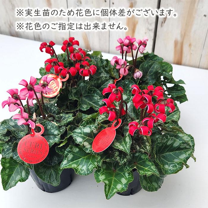 Mamama☆カトラン☆赤いテーブルの上のシクラメンと柿☆リトグラフ☆美