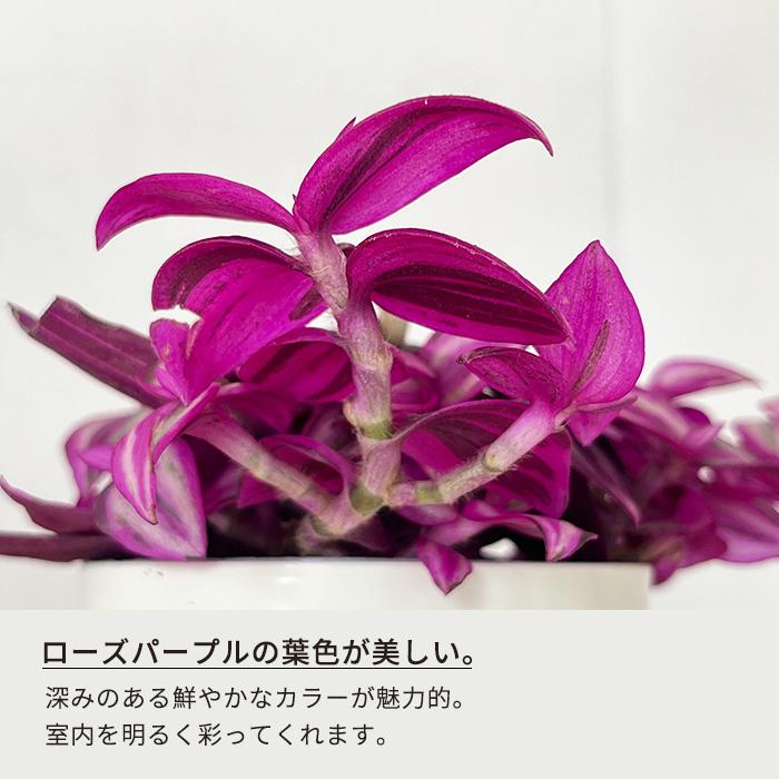 日本花キ流通 観葉植物 トラディスカンチア ピンクパラダイス 2.5号