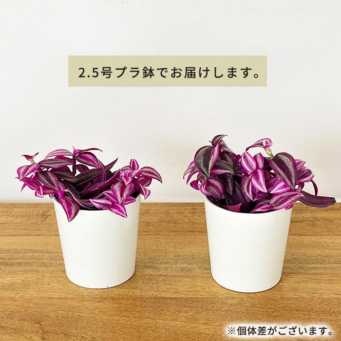 日本花キ流通 観葉植物 トラディスカンチア ピンクパラダイス 2.5号