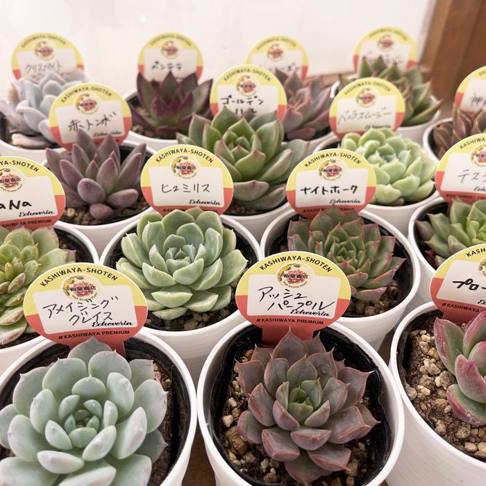 エケベリア5鉢セット（札付き) 日本花キ流通 予約販売 多肉植物 kswエケベリア 柏屋商店さん苗5個