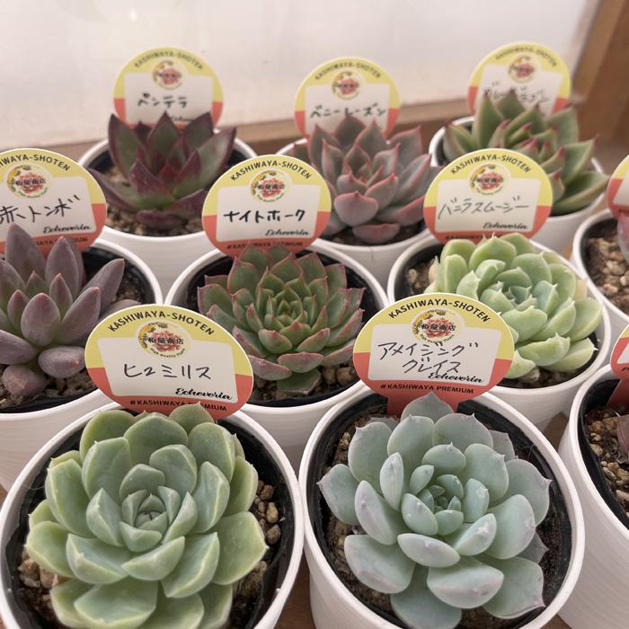 日本花キ流通 予約販売 多肉植物 kswエケベリア 柏屋商店さん苗5個